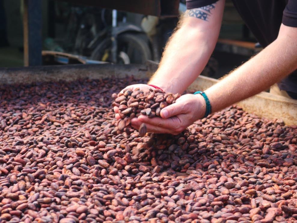 precio del cacao