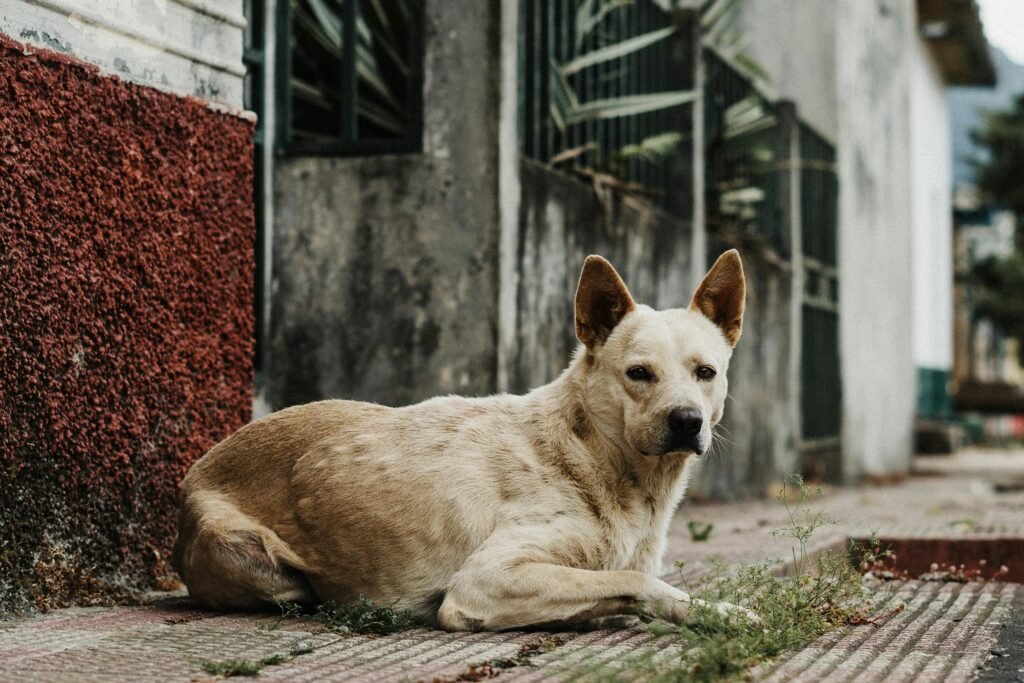 Qué hacer si encuentras un animal en la calle: guía práctica para ayudar de forma segura