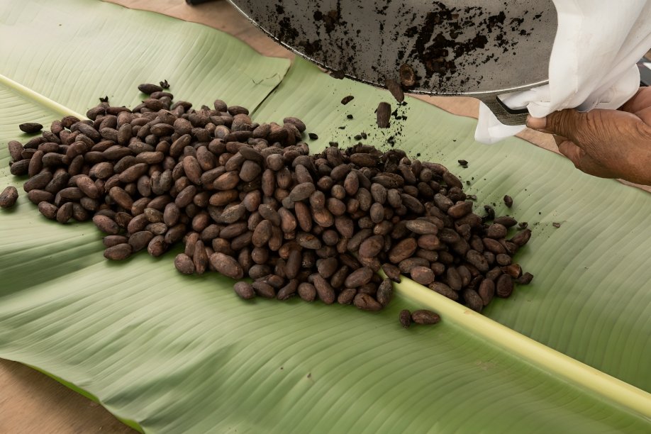 Productores de cacao en Ecuador analizan requisitos del EUDR para exportaciones libres de deforestación