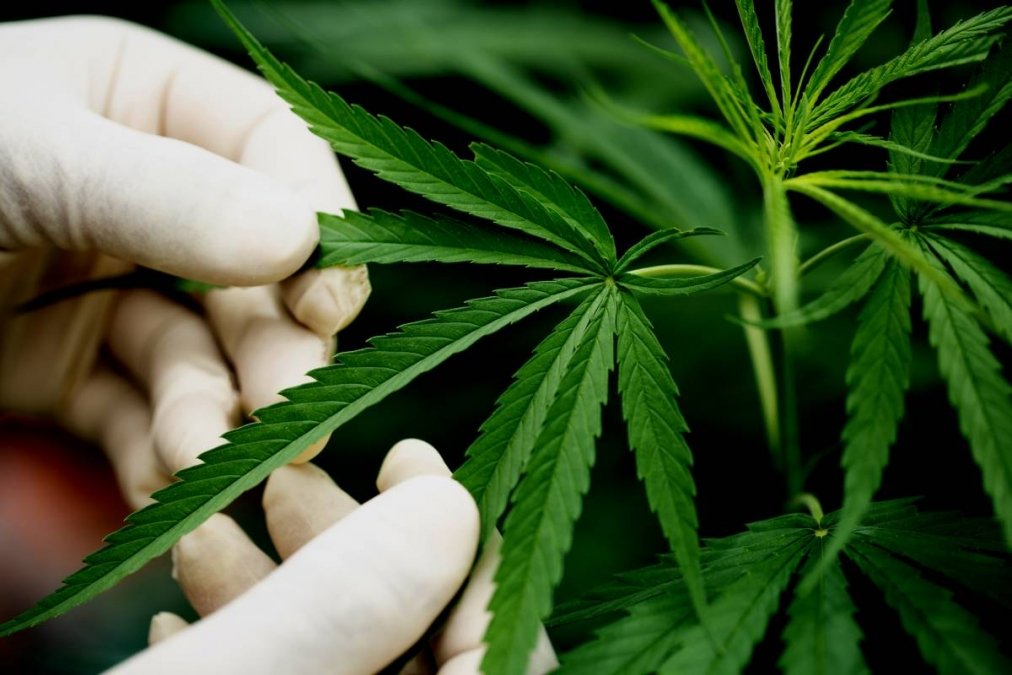 Persona aplicando productos con CBD en un entorno de bienestar y salud natural