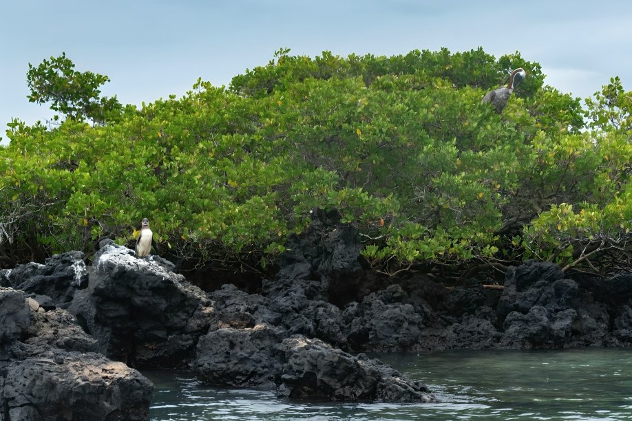 Paisaje volcánico de Galápagos con fuente de agua dulce y vegetación endémica — agua dulce en las Islas Galápagos