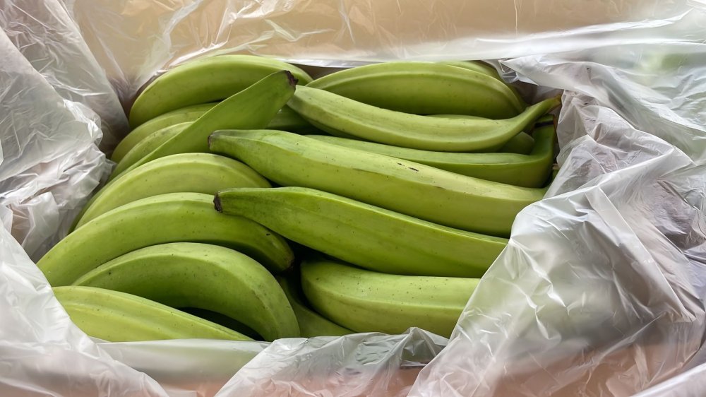 Plátano verde en Ecuador listo para comercialización en Santo Domingo de los Tsáchilas