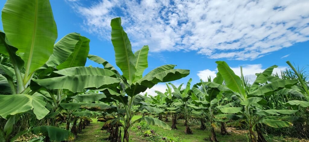 Campo de cultivo resaltando la innovación bananera en Ecuador con tecnología agrícola moderna.
