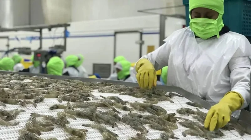 Crisis en la exportación de camarón