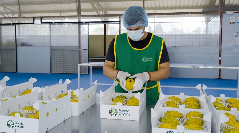 Operario seleccionando pitahaya amarilla en planta de Pacific Origins, exportación de frutas exóticas ecuatorianas