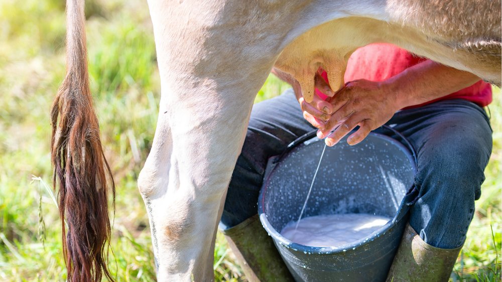 Producción de leche en campo en Ecuador relacionada con tipos de leche y pan que están gravados con 15% de IVA
