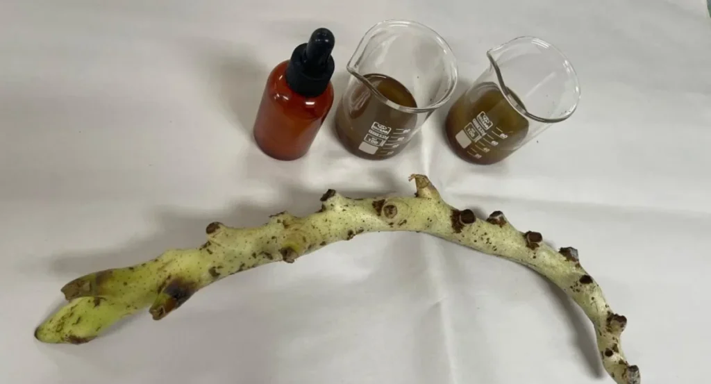 Calaguala (Niphidium longifolium), planta nativa del Ecuador, en un laboratorio de investigación, destacando su uso científico en productos para la salud cutánea.