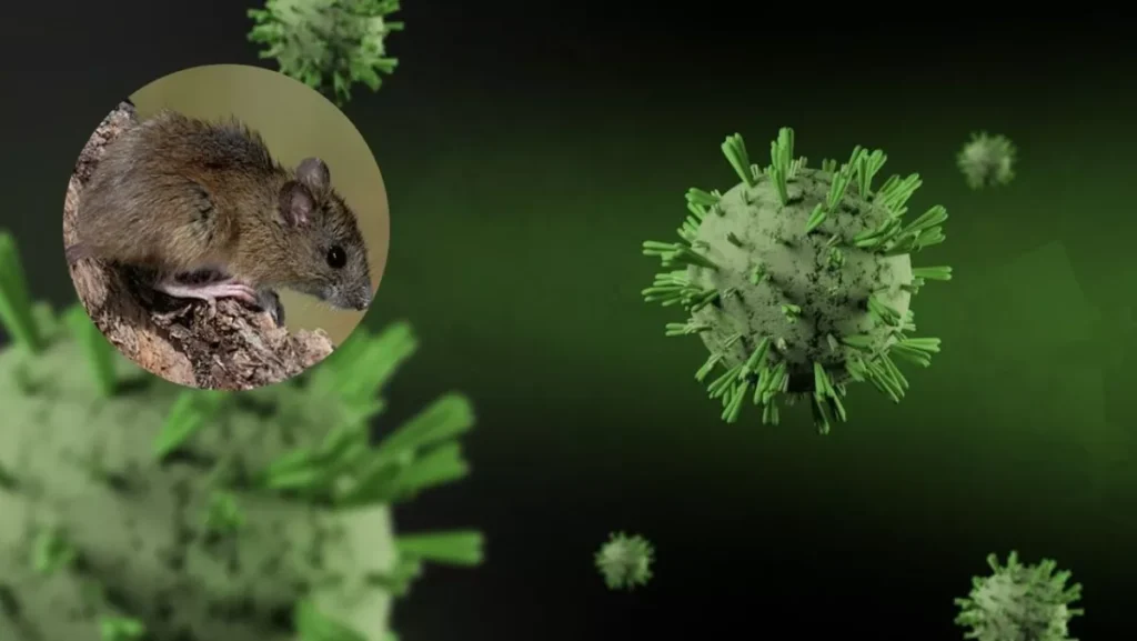 Ilustración de un crucero con un pictograma de un virus superpuesto, y ratones cerca del casco, representando el brote de hantavirus