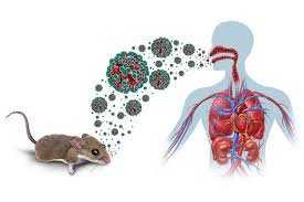 Ilustración del síndrome cardiopulmonar por hantavirus en América con roedor transmisor y pulmones afectados