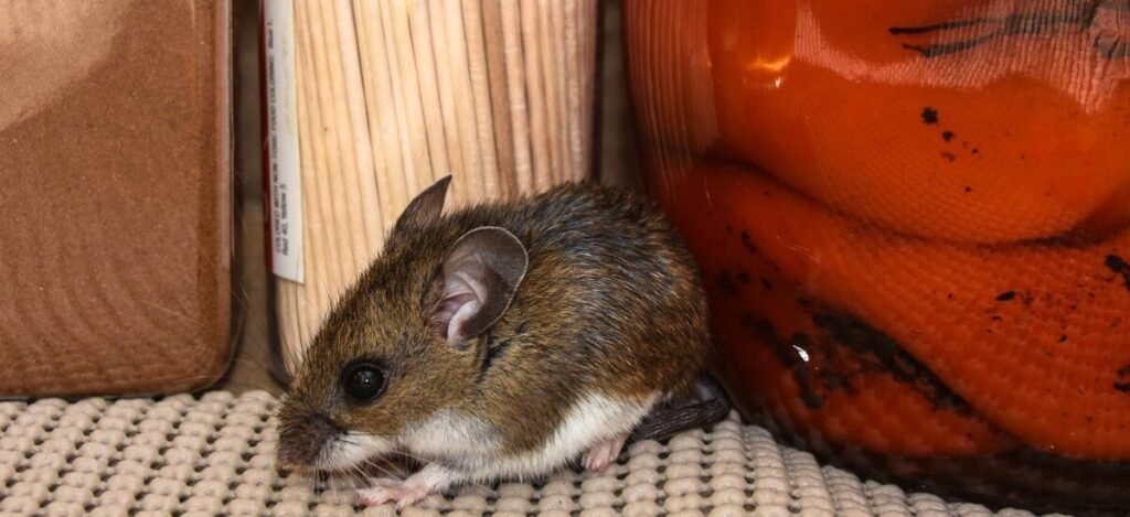 : Imagen ilustrativa sobre el brote de hantavirus en el crucero MV Hondius y datos epidemiológicos