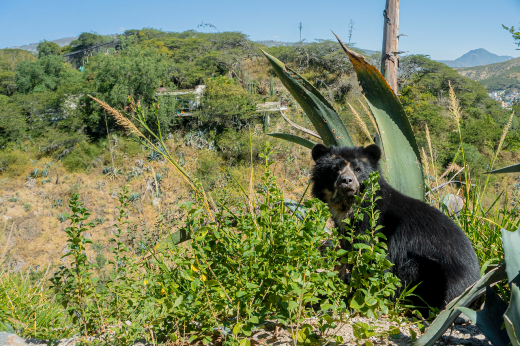El Zoológico de Quito
