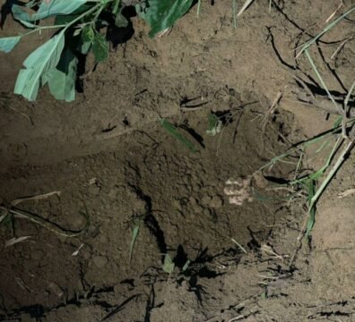 Militares localizan fosas clandestinas en La Troncal durante un operativo contra presuntos integrantes de Los Águilas.