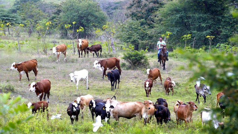 Cabezas de ganado bovino pastoreando en una finca de Ecuador mientras El Niño amenaza a la ganadería.