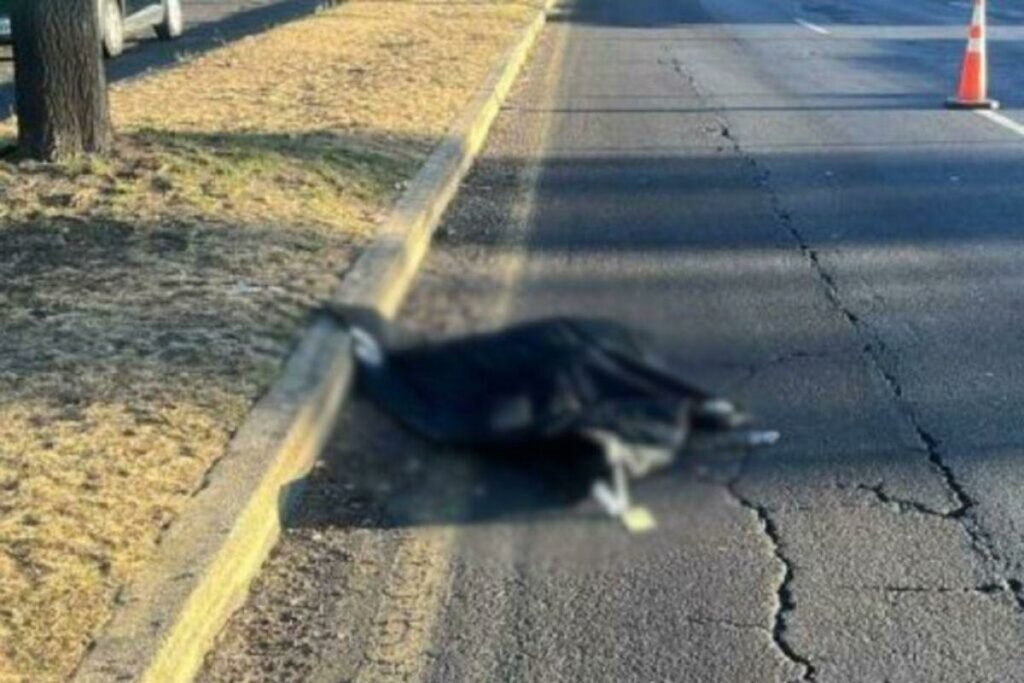 Personal de la Policía Nacional trabaja en la investigación del cuerpo hallado en la av. Simón Bolívar de Quito.