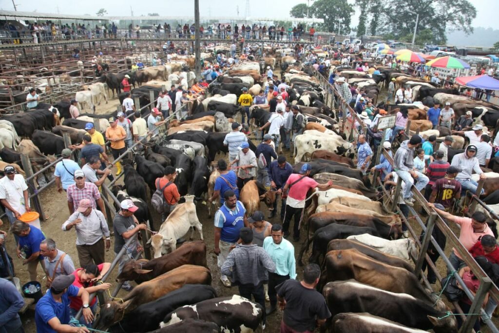 Ganado bovino en una finca de Ecuador ante la reducción del hato ganadero y el aumento del precio de la carne.