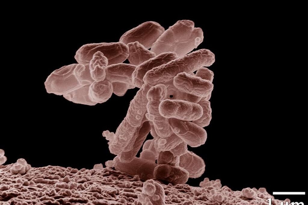 Representación 3D de bacteriófagos diseñados por ordenador atacando una bacteria para ilustrar la creación de virus con IA.
