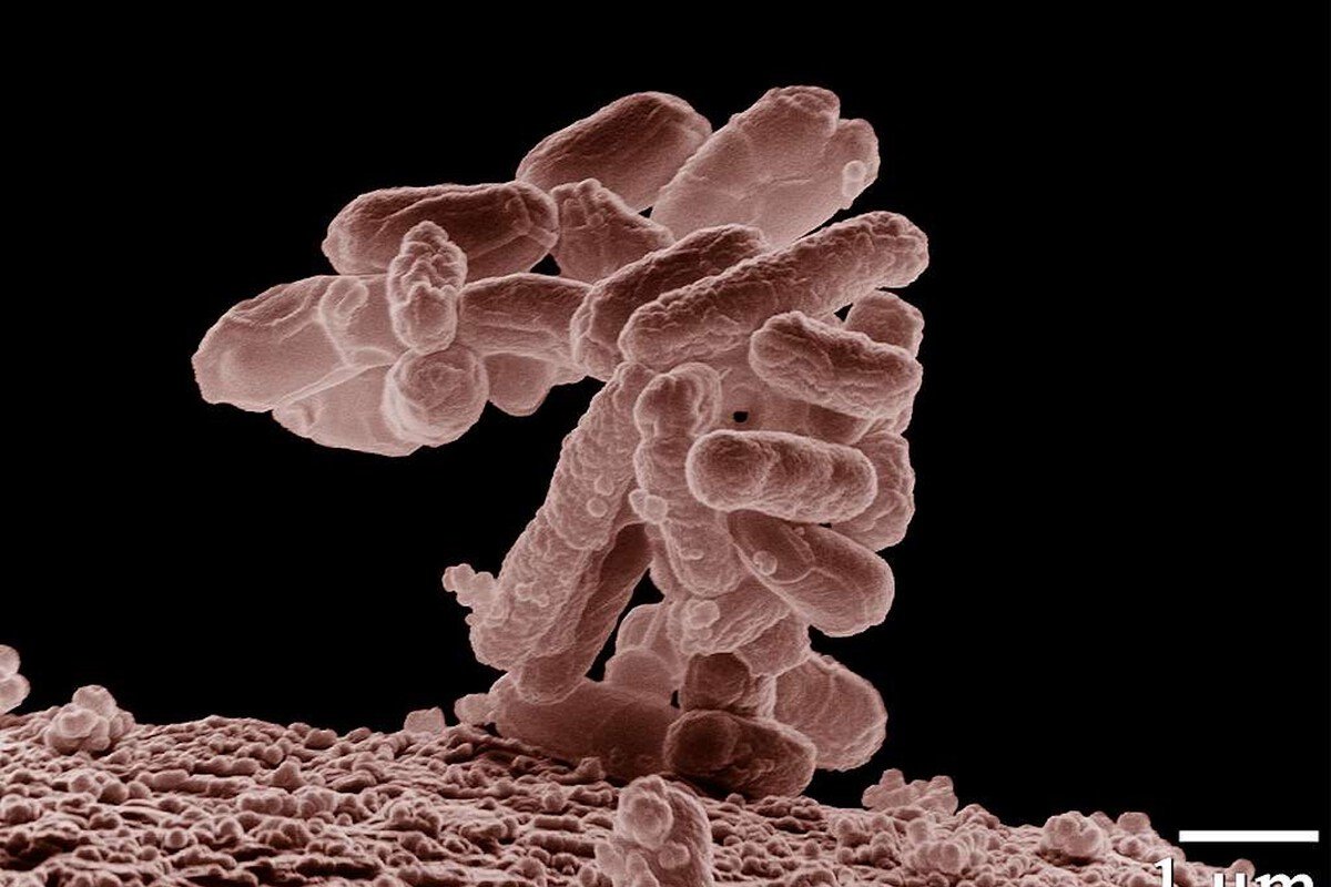 Representación 3D de bacteriófagos diseñados por ordenador atacando una bacteria para ilustrar la creación de virus con IA.