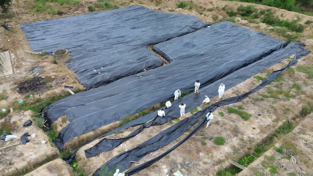Agrocalidad cubre con plástico la zona cero del Fusarium en El Oro ante la llegada del fenómeno de El Niño para proteger la producción de banano.