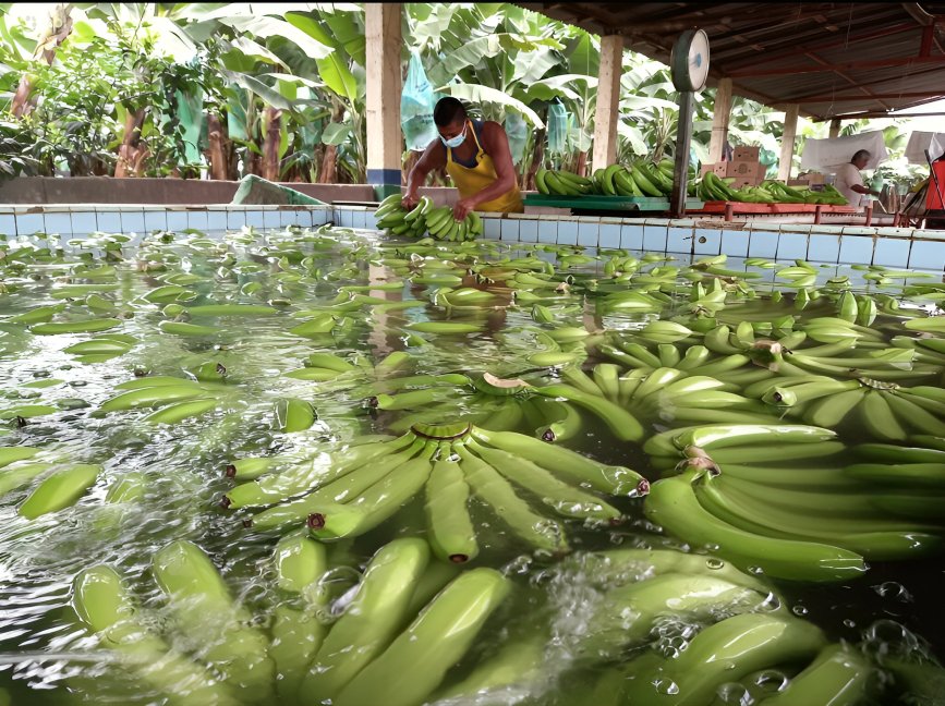 Las exportaciones de banano de Ecuador aumentaron 8,36 % hasta julio de 2026. Conozca los factores, mercados clave e impacto en la economía dolarizada.