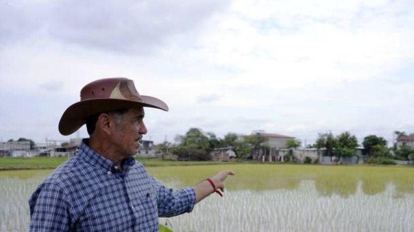 Agricultores en un cultivo donde **arroceros de Ecuador esperan recuperarse en el mercado colombiano, tras ser desplazados por Estados Unidos