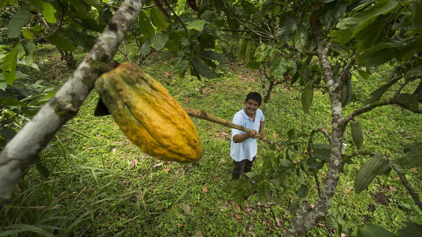 Agricultor cosechando mazorcas de cacao en una plantación para la producción de exportaciones no petroleras de Ecuador.