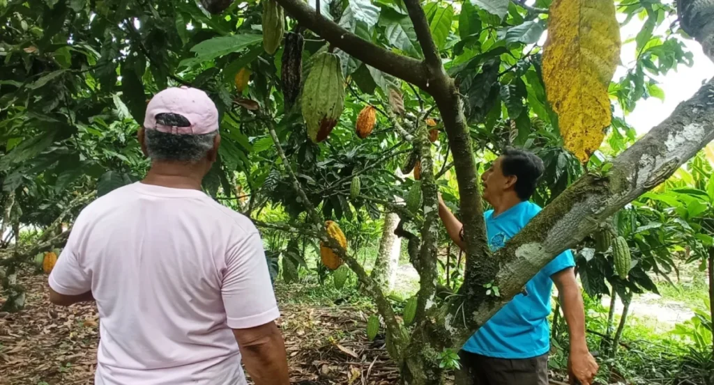 Agricultores cosechando mazorcas ante la variación del precio del cacao ecuatoriano