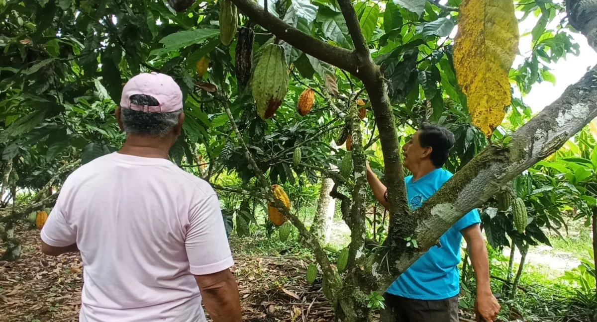 Agricultores cosechando mazorcas ante la variación del precio del cacao ecuatoriano