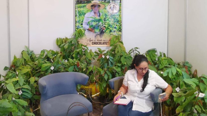 Técnico agrícola inspeccionando los efectos de la monilia en cultivos cacaoteros durante una cosecha
