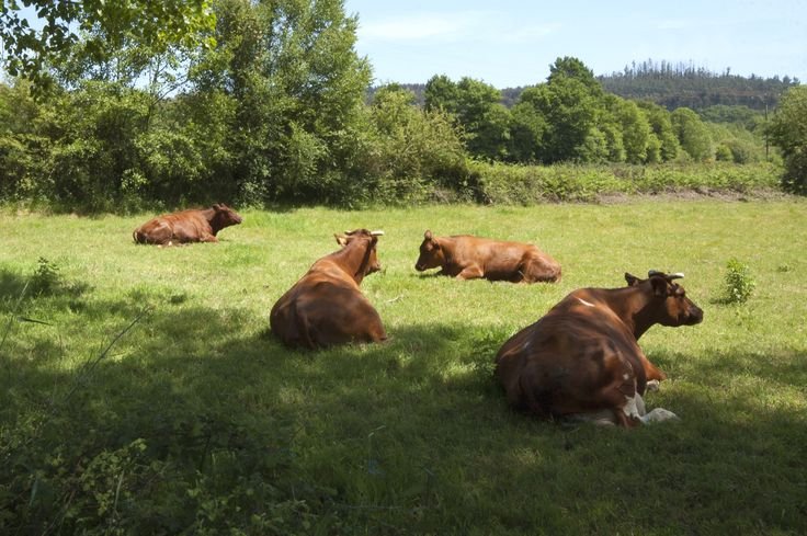 Grupo de vacas pastando en un pastizal bajo el programa de ganaderos en técnicas regenerativas en Ecuador.