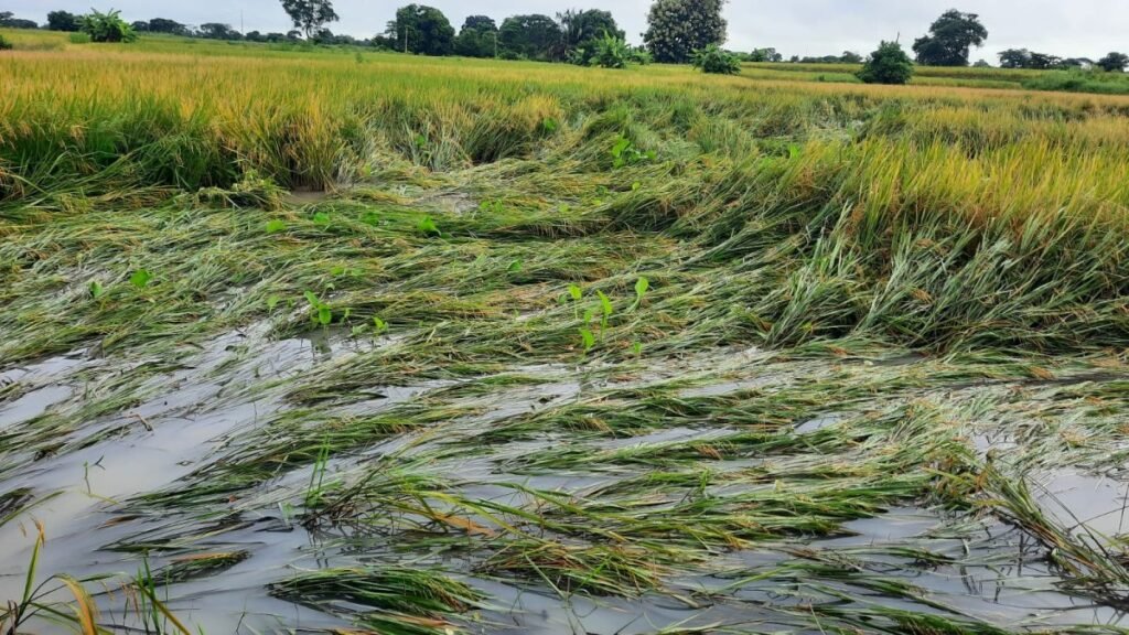Cultivos agrícolas en Babahoyo en riesgo por desbordes en canales