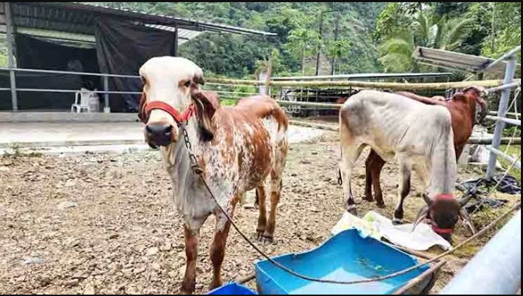 Sector ganadero y lechero alerta de pérdidas por sequía y contrabando