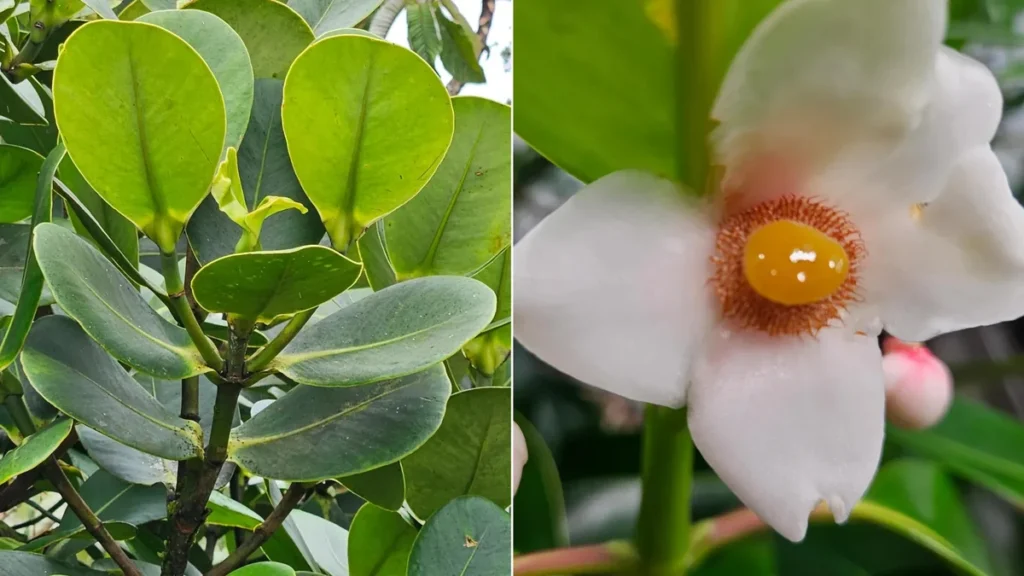 Hojas de arbol tropical Clusia con estomas adaptados a la sequia