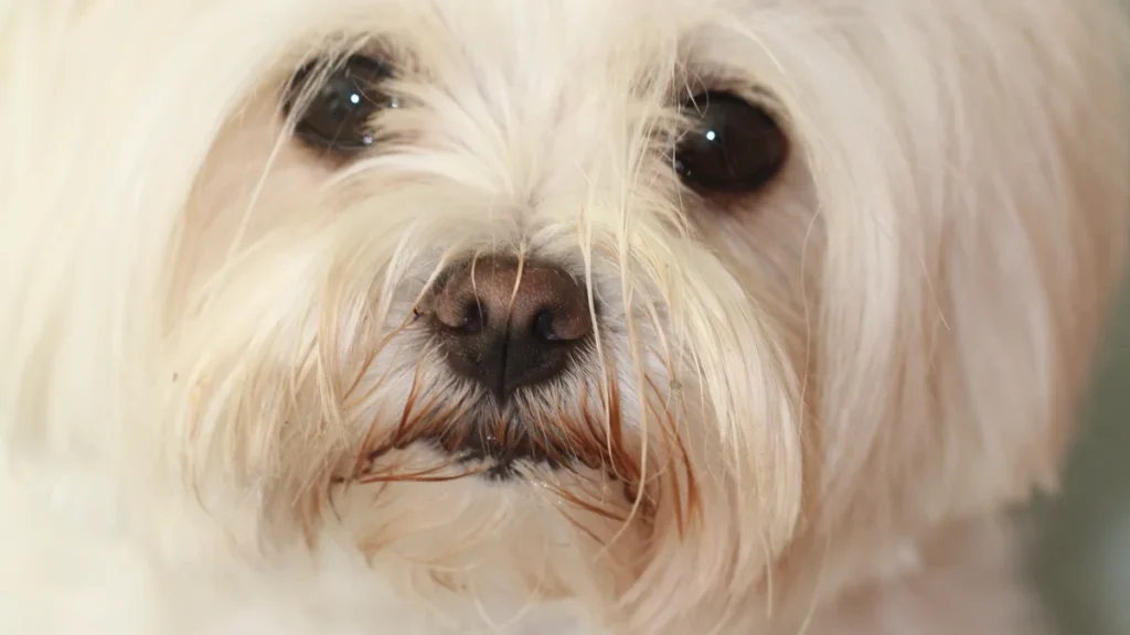 Perro de raza bichón maltés de color blanco