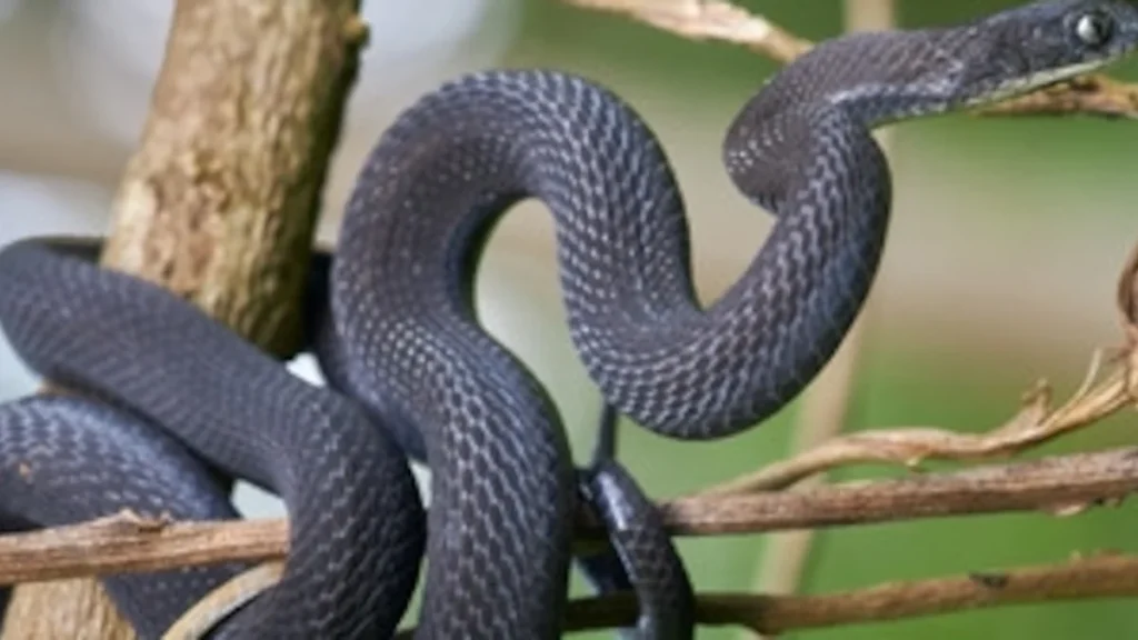 Nueva especie de serpiente comehuevos descubierta en Etiopía