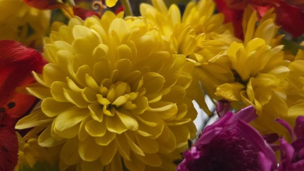 Ramos de flores amarillas y girasoles en tendencia viral