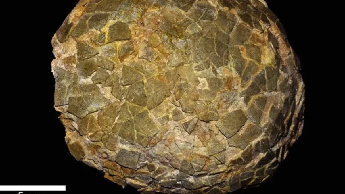 Hallan nidos y huevos de titanosaurios gigantes en la Patagonia argentina