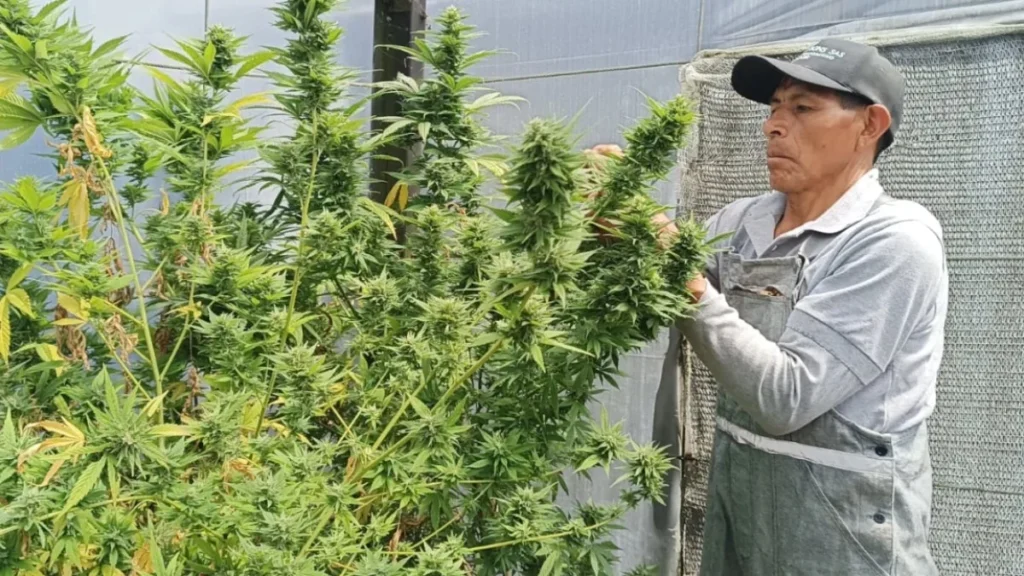 Plantación industrial de cannabis no psicoactivo y cáñamo regulado en invernadero de Ecuador