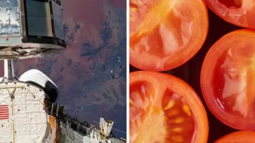 Investigación sobre semillas de tomate expuestas al entorno espacial