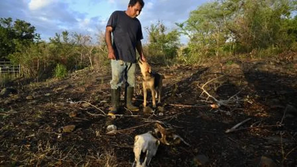Cultivo afectado por la sequía en Centroamérica