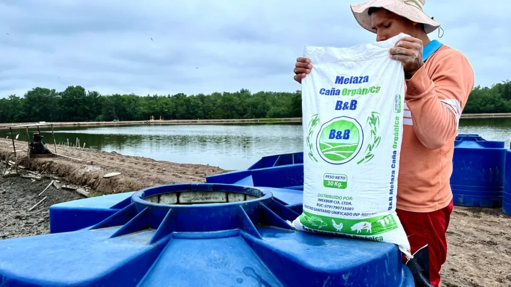 Piscina de cultivo camaronero en Ecuador durante labores de mantenimiento y oxigenación