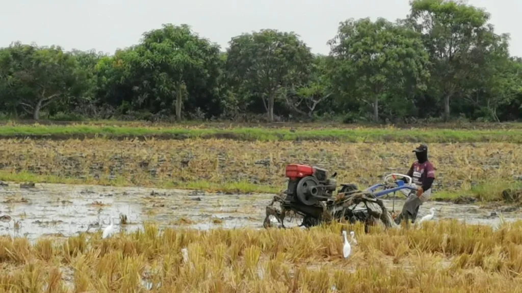 Agricultores en cosecha de arroz en Guayas