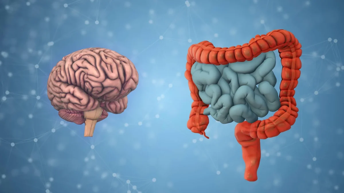 Ilustración científica del eje intestino-cerebro y la interacción con la microbiota