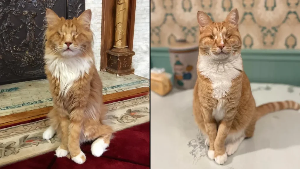 Gato doméstico con extremidades largas bajo observación en un laboratorio veterinario