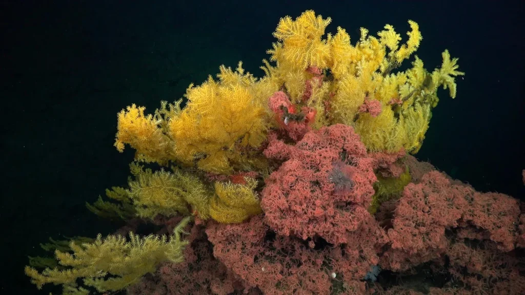 Estructura ramificada de color amarillo brillante del coral árbol dorado en el lecho marino
