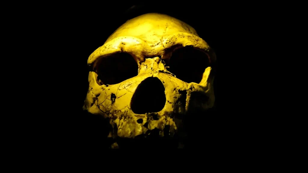 Cráneo fósil de homínido Homo erectus estudiado por antropólogos