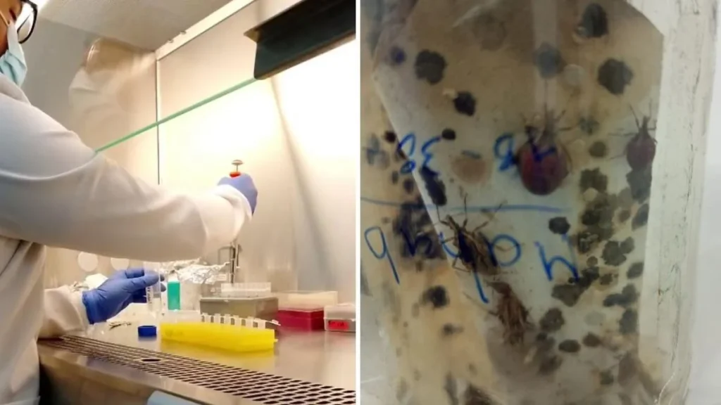 Científicos en laboratorio analizando especímenes del chinche vector del Mal de Chagas