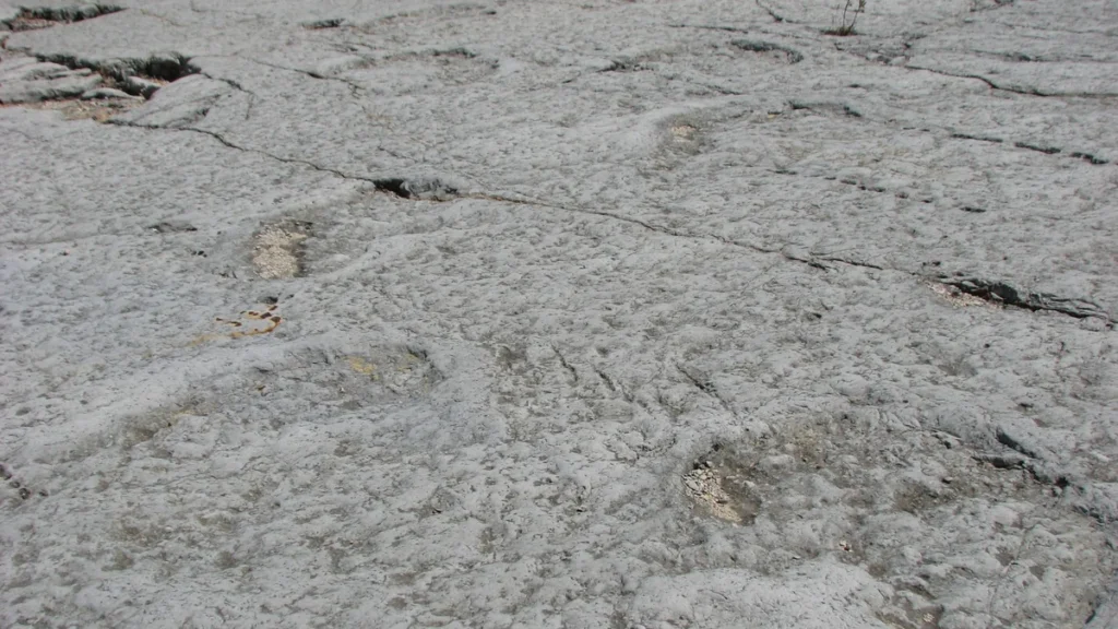 Rastro de pisadas fósiles sobre roca sedimentaria analizado por paleontólogos