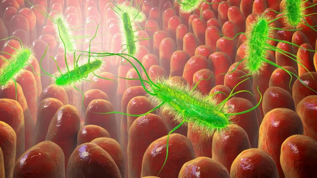Microscopía electrónica de bacterias patógenas intestinales sobre la mucosa humana.