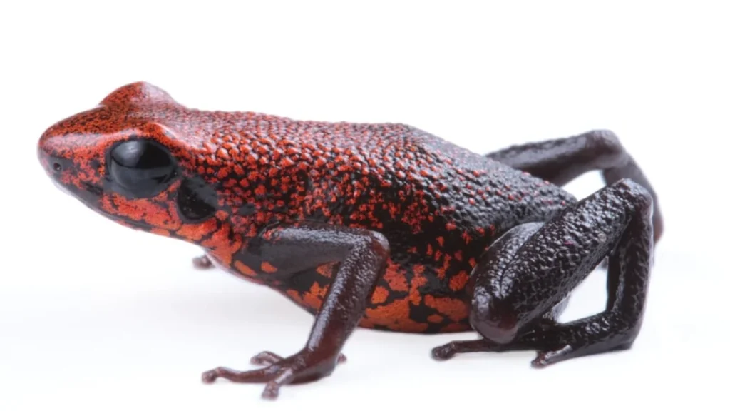 Nueva especie de rana venenosa descubierta en la Amazonía sur de Ecuador