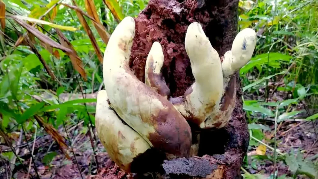 Cobertura informativa sobre Descubren en Asia una especie gigante de